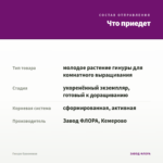 Гинура Оранжевая — что приедет