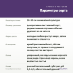 Гинура Вариегатная (0,1л) — параметры сорта