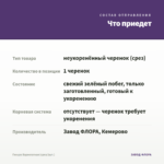 Гинура Вариегатная (срез/1шт.) — что приедет
