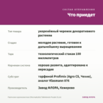 Гортензия крупнолистная (Macrophylla) Tabletensia Purple (0,1л) — что приедет