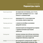 Гортензия метельчатая Cotton Cream (3л) — параметры сорта
