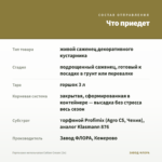 Гортензия метельчатая Cotton Cream (3л) — что приедет