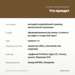 Гортензия метельчатая Phantom (3л) — что приедет