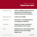 Гвоздика Ампельная Red (0,1л) — параметры сорта