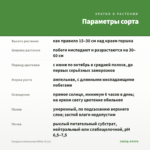 Гвоздика ампельная White (0,1л) — параметры сорта
