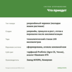 Гвоздика ампельная White (0,1л) — что приедет