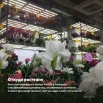 Гвоздика ампельная White (0,1л) — откуда растение: вертикальная ферма Завода ФЛОРА в Кемерово