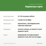 Гвоздика ампельная White (0,1л) — параметры сорта