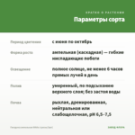 Гвоздика ампельная White (срезы/3шт) — параметры сорта