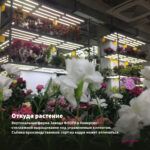 Гвоздика Colores Beso (0,1л) — откуда растение: вертикальная ферма Завода ФЛОРА в Кемерово