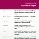 Гвоздика Colores Beso (0,1л) — параметры сорта