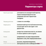 Гвоздика Colores Beso (срез/3шт) — параметры сорта