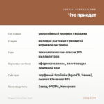 Гвоздика Colores Dulce (0,1л) — что приедет