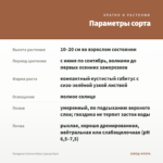Гвоздика Colores Dulce (срезы/3шт) — параметры сорта