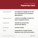 Гвоздика Colores Sangria (срезы/3шт) — параметры сорта