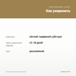 Гвоздика Colores Sol (срезы/3шт) — как укоренить черенок