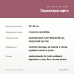 Гвоздика Dia Deur Giulia (0,1л) — параметры сорта