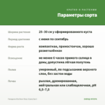 Гвоздика Dia Deur Sissy (Срез/3шт) — параметры сорта