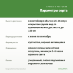 Гвоздика Dia Deur Sissy (Срез/3шт) — параметры сорта