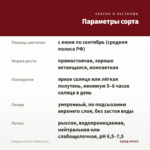 Гвоздика Dia Deur Sophie (0,1л) — параметры сорта
