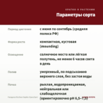 Гвоздика Dia Deur Sophie (Срез/3шт) — параметры сорта