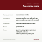 Гвоздика Dia Deur Sophie (Срез/3шт) — параметры сорта