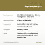 Гвоздика Diantica Strawberry Cream (0,1л) — параметры сорта