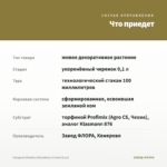 Гвоздика Diantica Strawberry Cream (0,1л) — что приедет