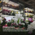 Гвоздика Diantica Violet Blue (0,1л) — откуда растение: вертикальная ферма Завода ФЛОРА в Кемерово