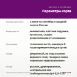 Гвоздика Diantica Violet Blue (срезы/3шт) — параметры сорта