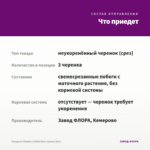 Гвоздика Diantica Violet Blue (срезы/3шт) — что приедет