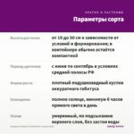 Гвоздика Diantica Violet Blue (срезы/3шт) — параметры сорта