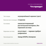 Гвоздика Diantica Violet Blue (срезы/3шт) — что приедет