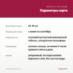 Гвоздика Early Love (0,1л) — параметры сорта