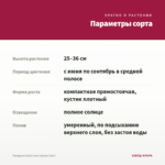 Гвоздика Early Love (срезы/3шт) — параметры сорта
