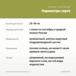 Гвоздика Flow Apella Beach (срезы/3шт) — параметры сорта