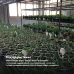Гвоздика Flow Glen Bay (0,1л) — откуда растение: вертикальная ферма Завода ФЛОРА в Кемерово