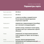 Гвоздика Flow Shark Bay (0,1л) — параметры сорта