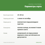 Гвоздика Flow Shark Bay (0,1л) — параметры сорта