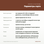 Гвоздика Mediterrаneo Hyeres (срез/3 шт) — параметры сорта