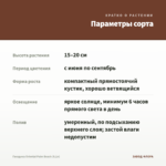 Гвоздика Oriental Palm Beach (0,1л) — параметры сорта