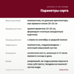 Гвоздика Oscar Dark Red (0,1л) — параметры сорта