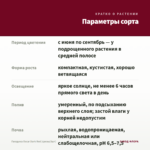 Гвоздика Oscar Dark Red (срезы/3шт) — параметры сорта