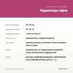 Гвоздика Oscar Neon Pink (0,1л) — параметры сорта
