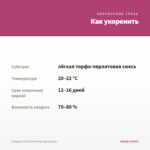 Гвоздика Oscar Neon Pink (срезы/3шт) — как укоренить черенок