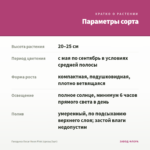 Гвоздика Oscar Neon Pink (срезы/3шт) — параметры сорта