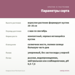 Гвоздика Oscar Pink Heart (0,1л) — параметры сорта