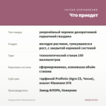 Гвоздика Oscar Pink Heart (0,1л) — что приедет