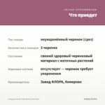 Гвоздика Oscar Pink Heart (Срез/3шт) — что приедет