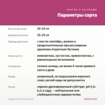 Гвоздика Oscar Pink Star (0,1л) — параметры сорта